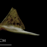 photo of Spanish mackerel quadrate lateral view