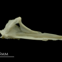 photo of Dragonet for assessment medial view