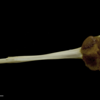 photo of European conger for assessment ventral view
