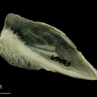 photo of Haddock subopercular medial view