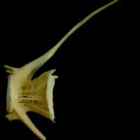 photo of Saithe caudal vertebra lateral view