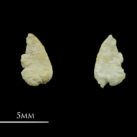 photo of Vendace otolith(s) detail view