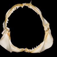 photo of Blue Shark jaw anterior view