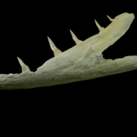 photo of Northern pike dentary lateral view