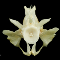 photo of Freshwater bream basioccipital anterior view