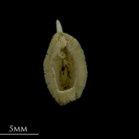 photo of Thornback ray buckler spine ventral view