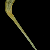photo of Saithe postcleithrum lateral view