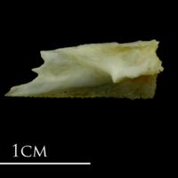 photo of Mediterranean moray for assessment lateral view