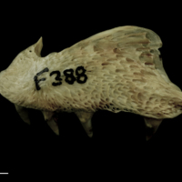 photo of Atlantic salmon premaxilla lateral view