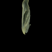 photo of Butterfish supracleithrum lateral view