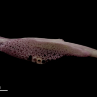 photo of Meagre pharyngeal dorsal view