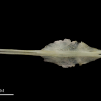 photo of European eel parasphenoid ventral view