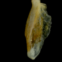 photo of Gilthead seabream supracleithrum lateral view