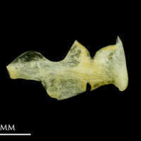 photo of Common sole ceratohyal epihyal complex lateral view