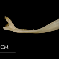 photo of White grouper maxilla medial view