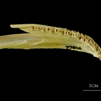 photo of Atlantic cod dentary medial view