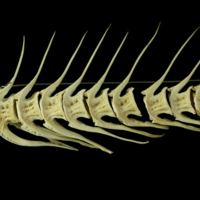 photo of Atlantic cod caudal vertebra lateral view