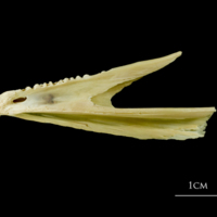 photo of Atlantic cod dentary lateral view