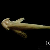 photo of Turbot vomer ventral view