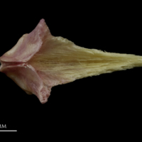 photo of Meagre vomer dorsal view