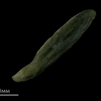 photo of Arctic Char subopercular lateral view