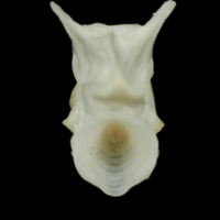 photo of Roach basioccipital posterior view