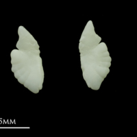 photo of Bullrout otolith(s) detail view