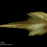 photo of John dory vomer dorsal view
