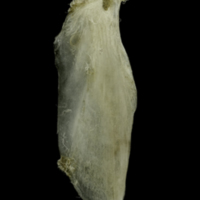 photo of Common pandora supracleithrum medial view