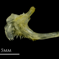 photo of Ruffe posttemporal medial view