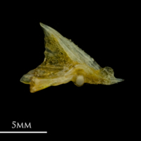 photo of Grey gurnard palatine medial view