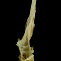 photo of Common carp precaudal vertebra lateral view
