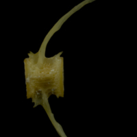 photo of Arctic Char caudal vertebra lateral view