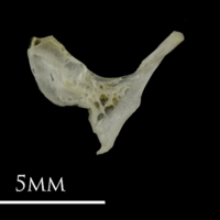 photo of Eelpout for assessment medial view