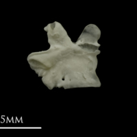 photo of Grayling for assessment medial view