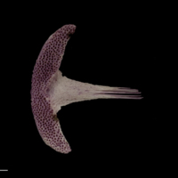 photo of Wels catfish vomer ventral view