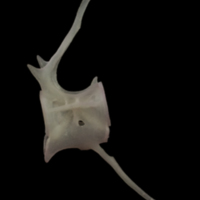 photo of European eel caudal vertebra lateral view