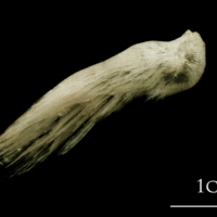 photo of Atlantic halibut supracleithrum lateral view