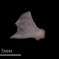photo of Common sole quadrate medial view