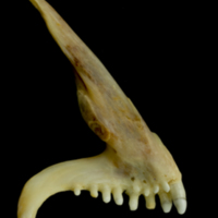 photo of Ballan wrasse premaxilla medial view