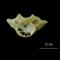 photo of Atlantic cod basioccipital anterior view