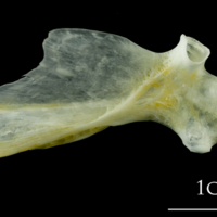 photo of European plaice hyomandibular medial view
