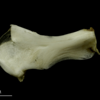 photo of Grey Triggerfish ceratohyal epihyal complex medial view