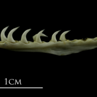 photo of Mediterranean moray pharyngeal lateral view