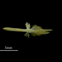 photo of Bullhead parasphenoid ventral view