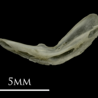 photo of Eelpout preopercular medial view