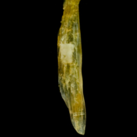 photo of Common sole supracleithrum medial view