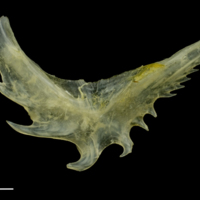 photo of Ruffe preopercular medial view