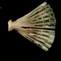 photo of Atlantic halibut ultimate vertebra lateral view