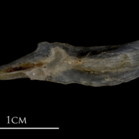photo of Sea scorpion supracleithrum medial view